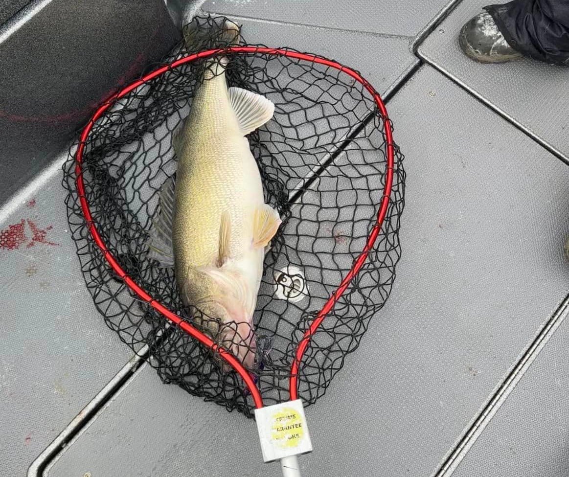 south dakota record walleye in net