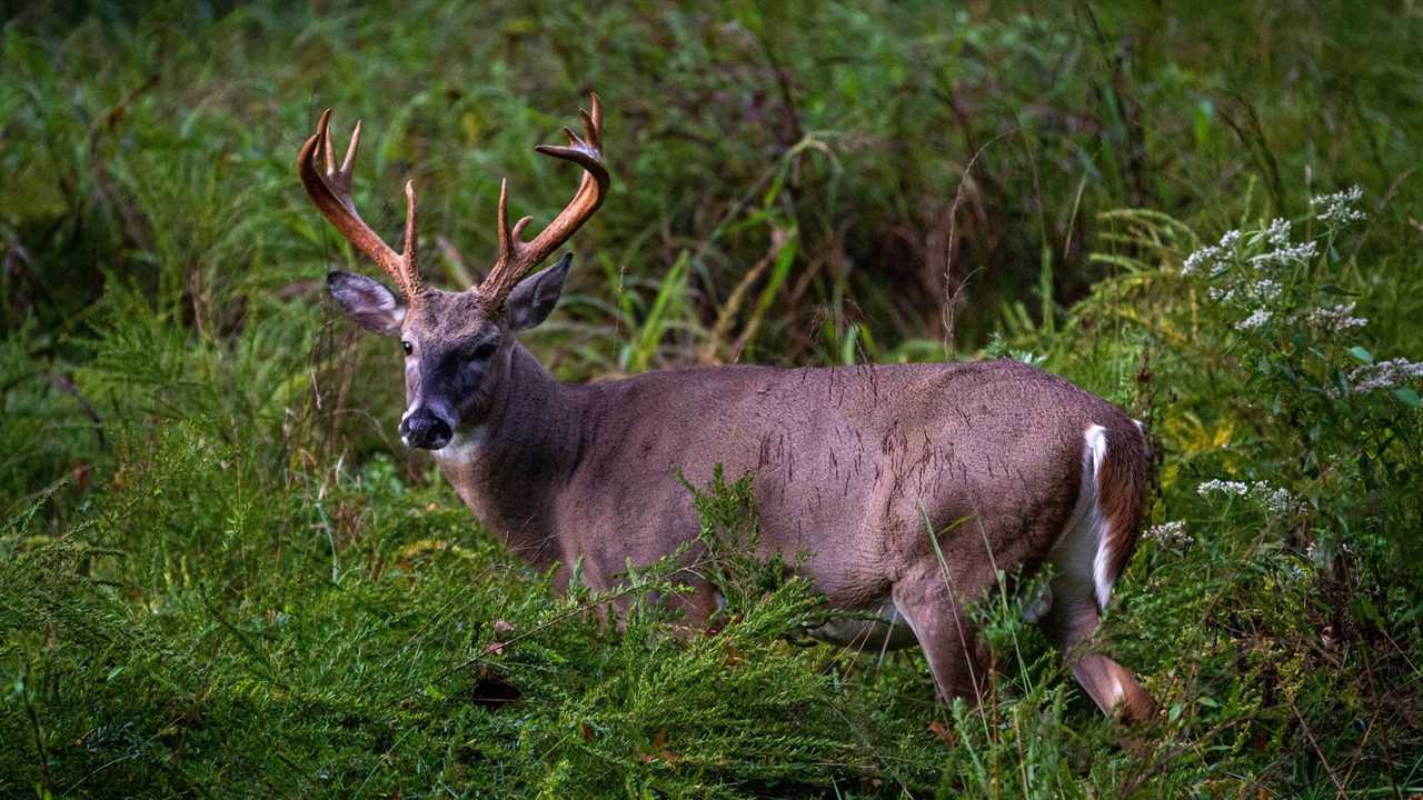 mature whitetail buck in grass