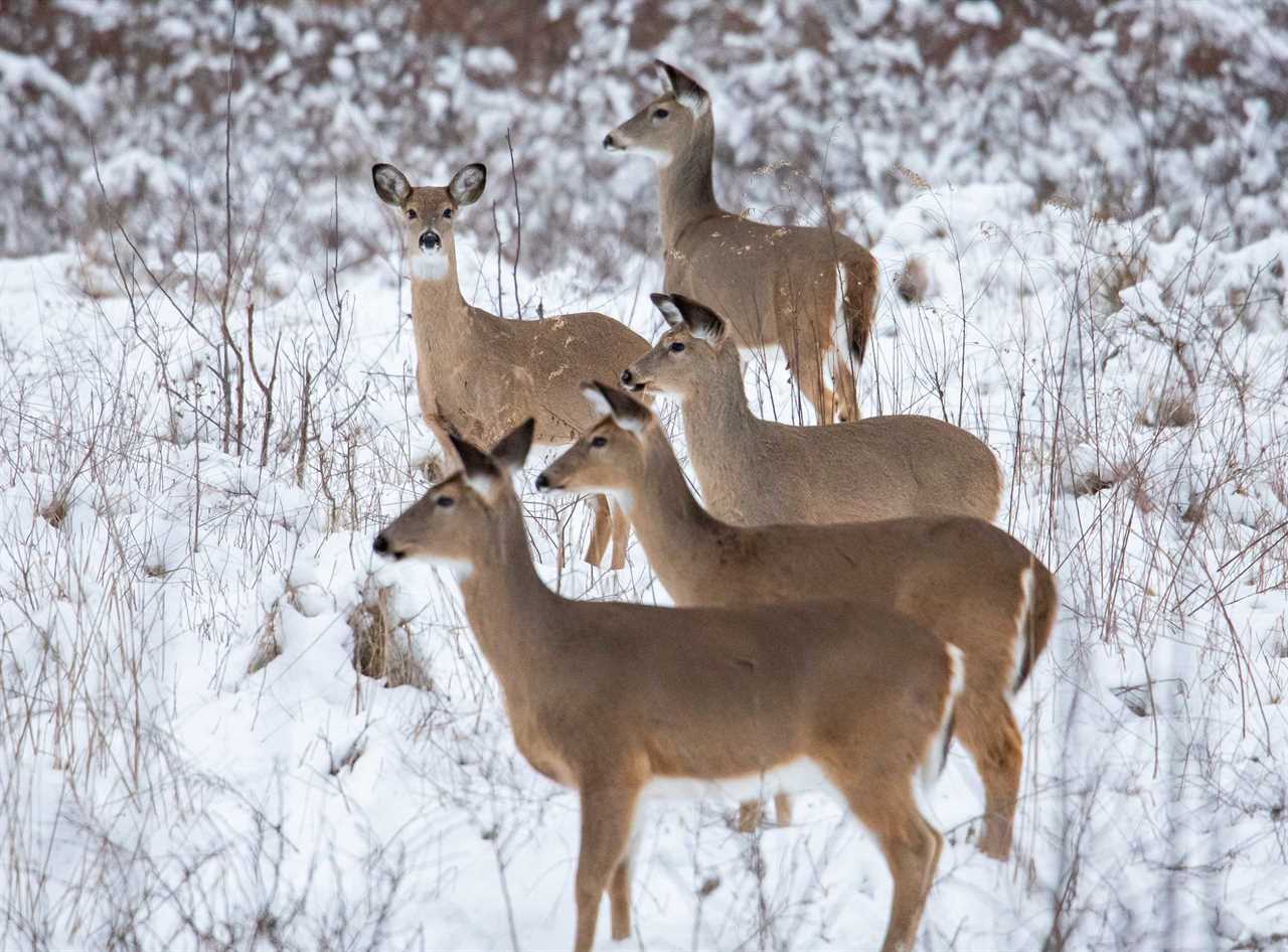 whitetail does in snow