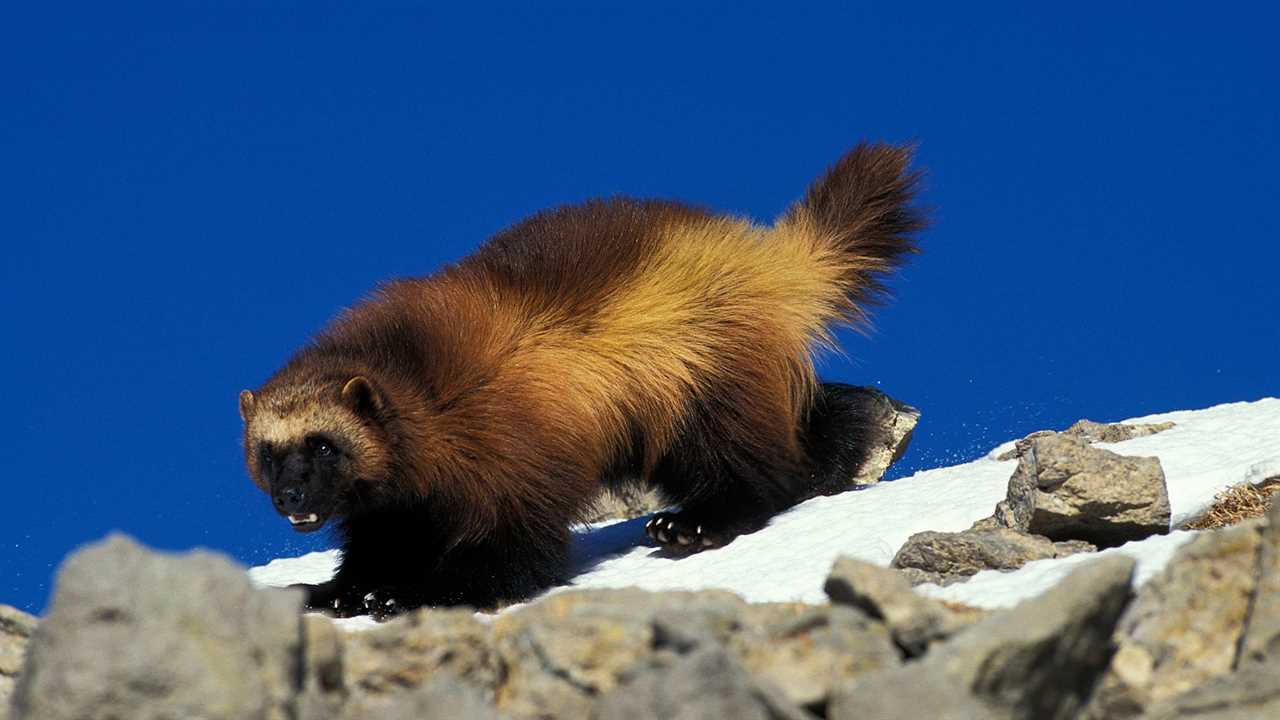 wolverine walking through snow