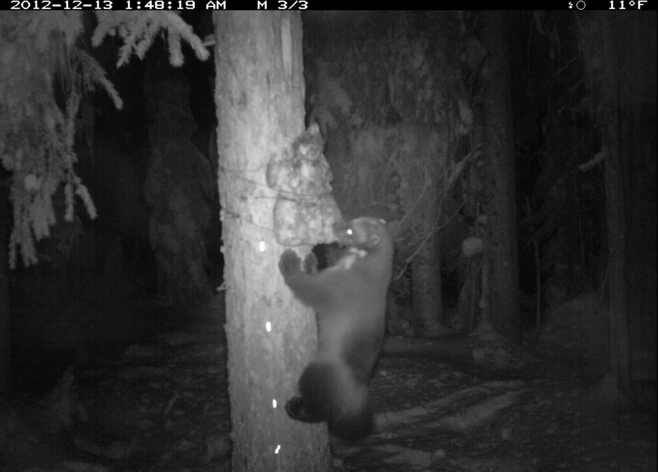 wolverine trail camera photo