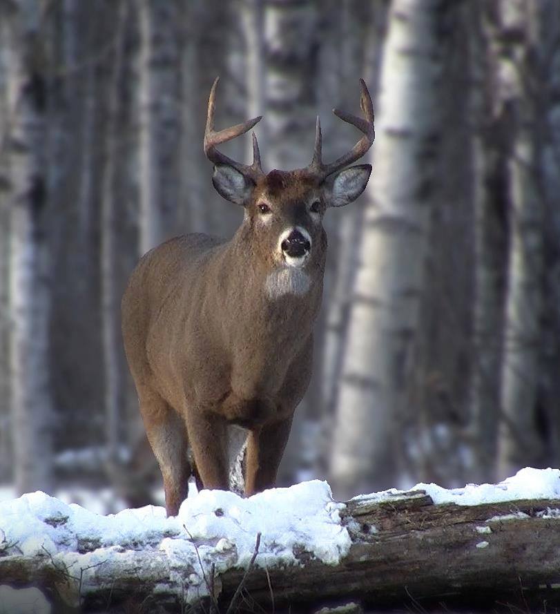 whitetail buck walking in the snow