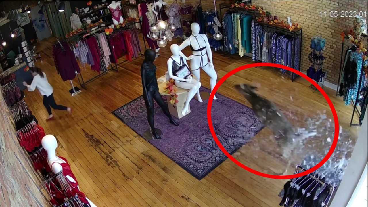 whitetail buck crashing into lingerie store