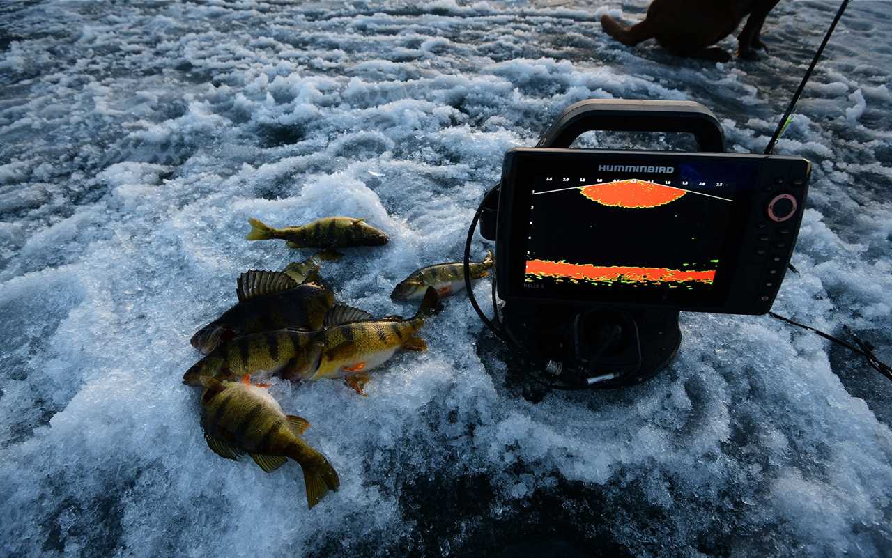 Humminbird with perch