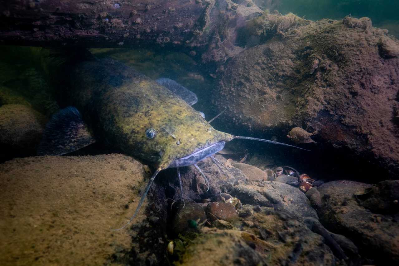 A flathead catfish photographed under water.