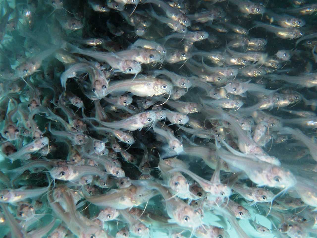 Channel catfish fry.