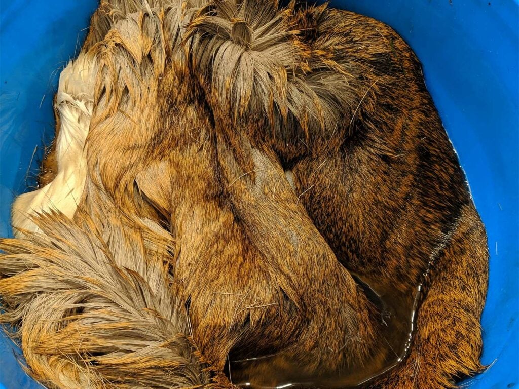 a deer hide soaking in a blue bucket