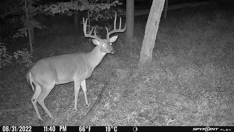 A photo of a buck from one of the best trail cameras.