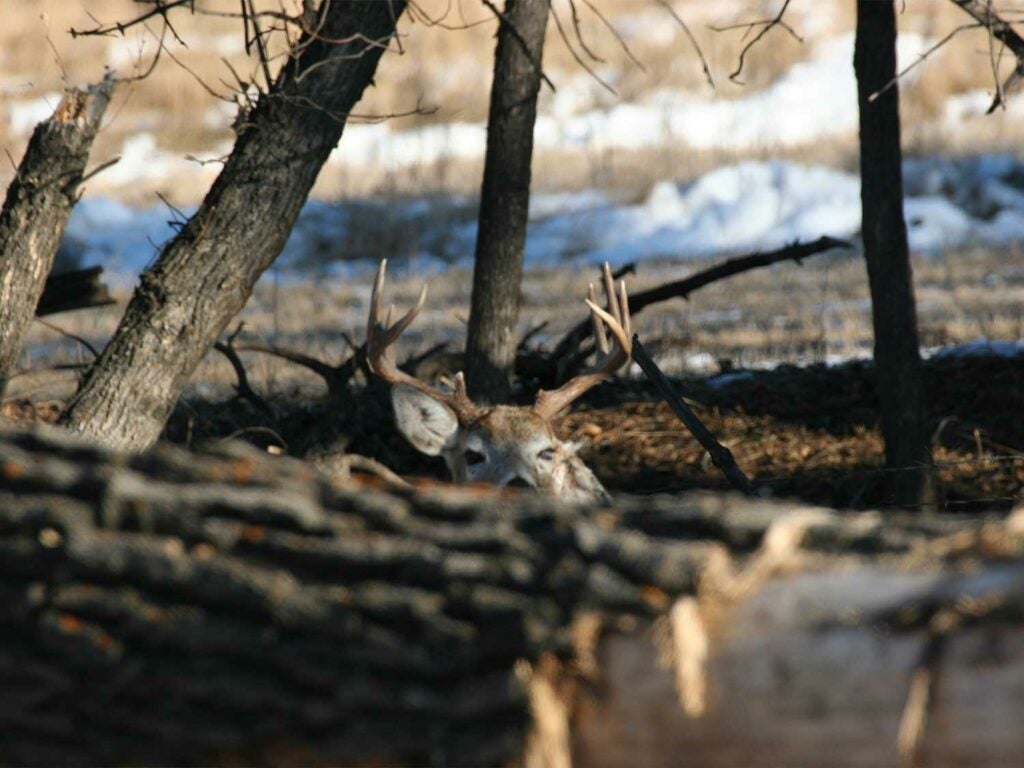 a whitetail buck bedded down.