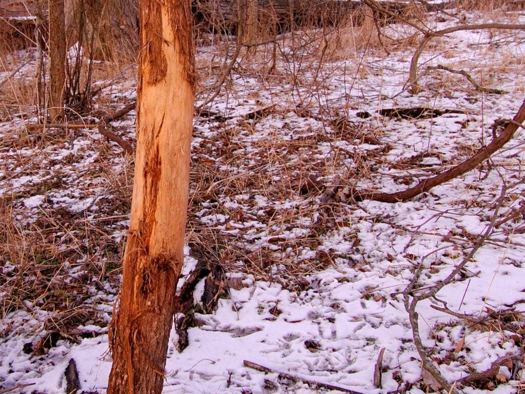 a tree scrub in snowy woods