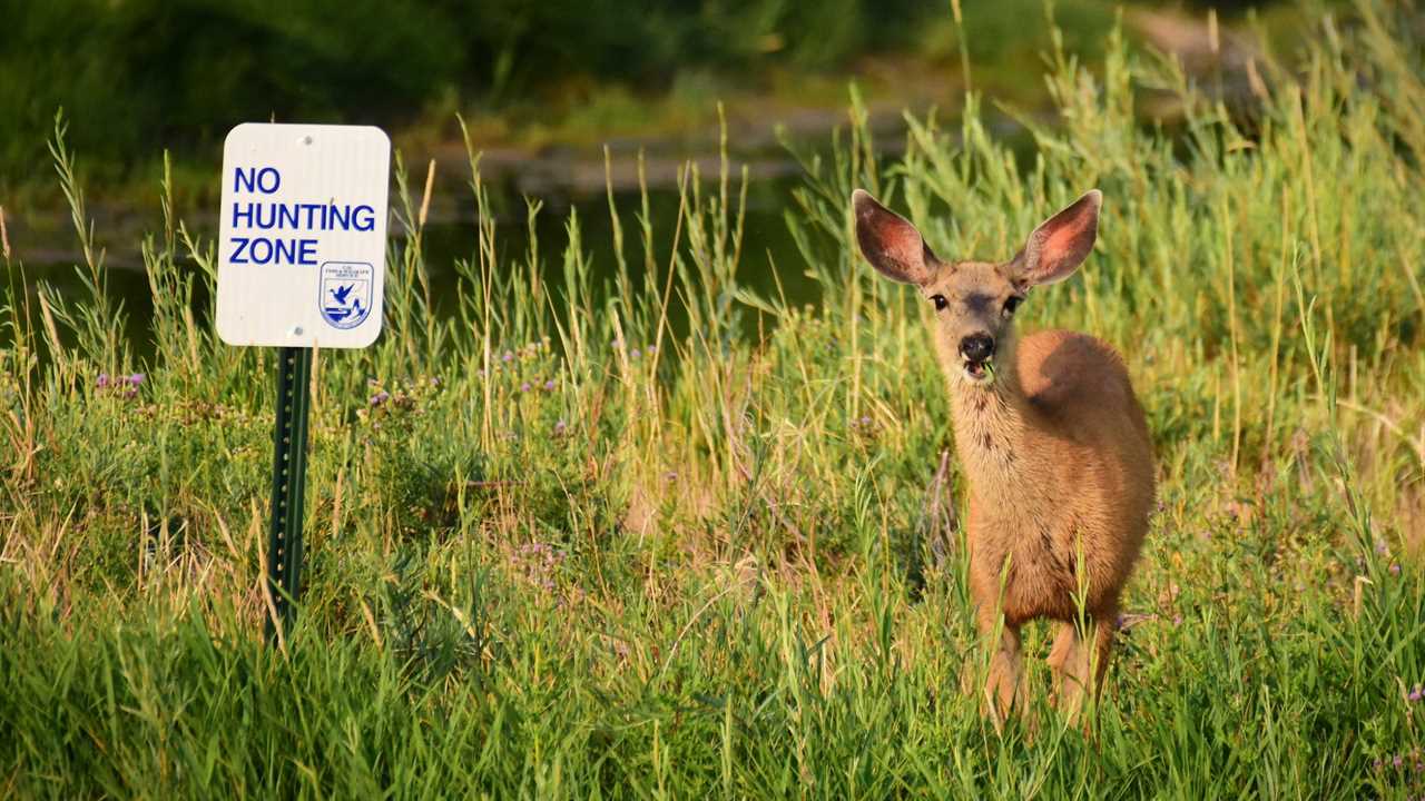 mule deer seedskadee national wildlife refuge