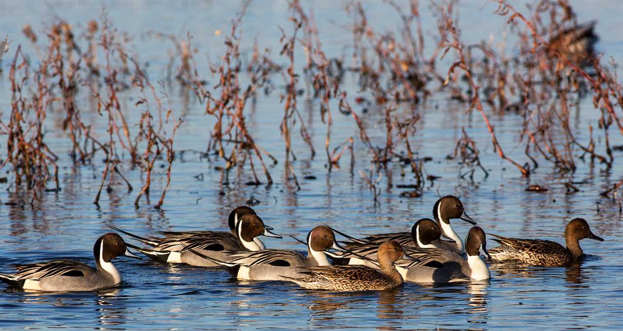 northern pintail ducks