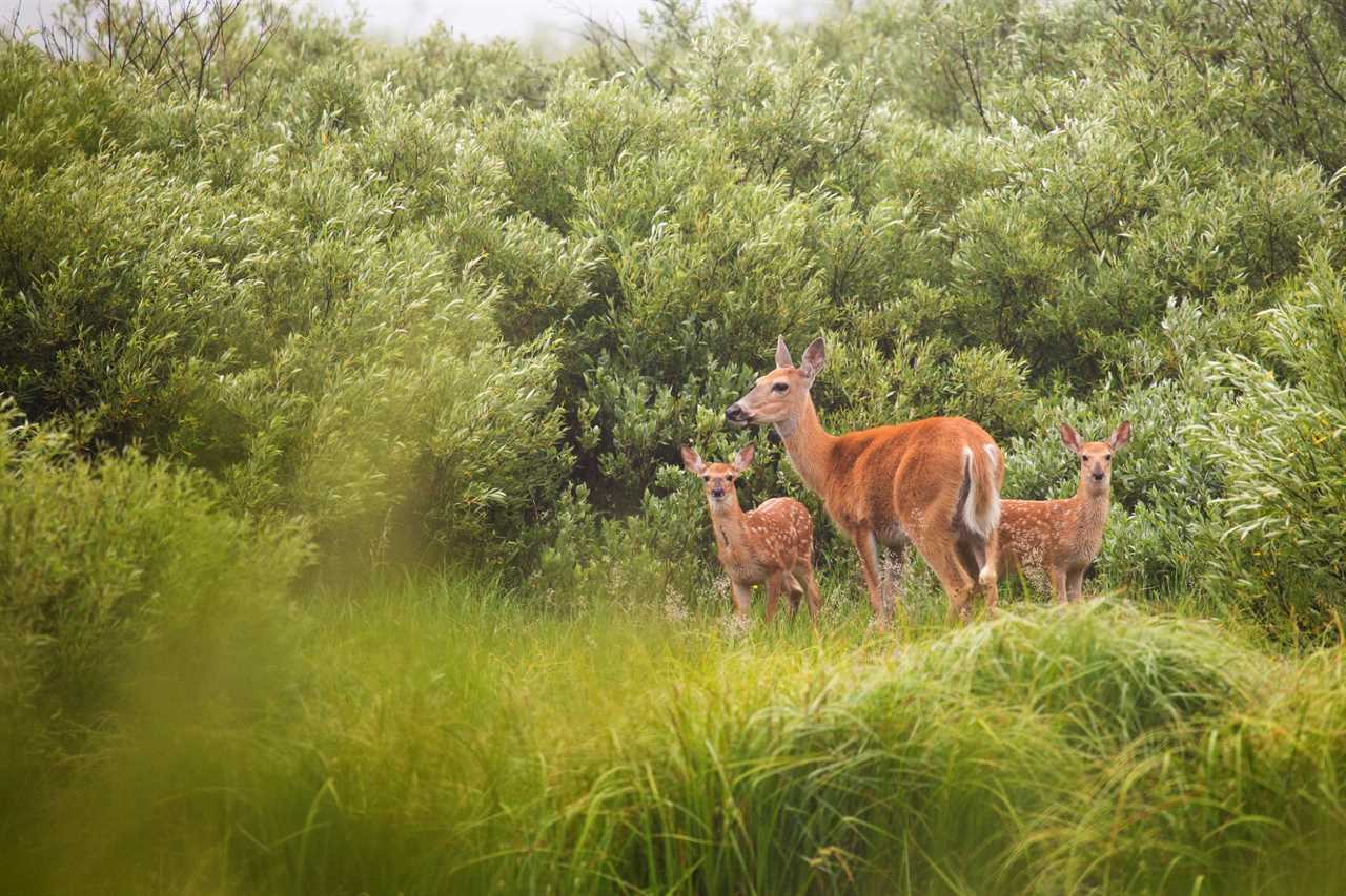 whitetail deer in shrubs