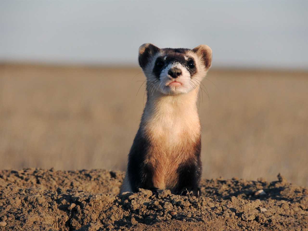 black-footed ferret