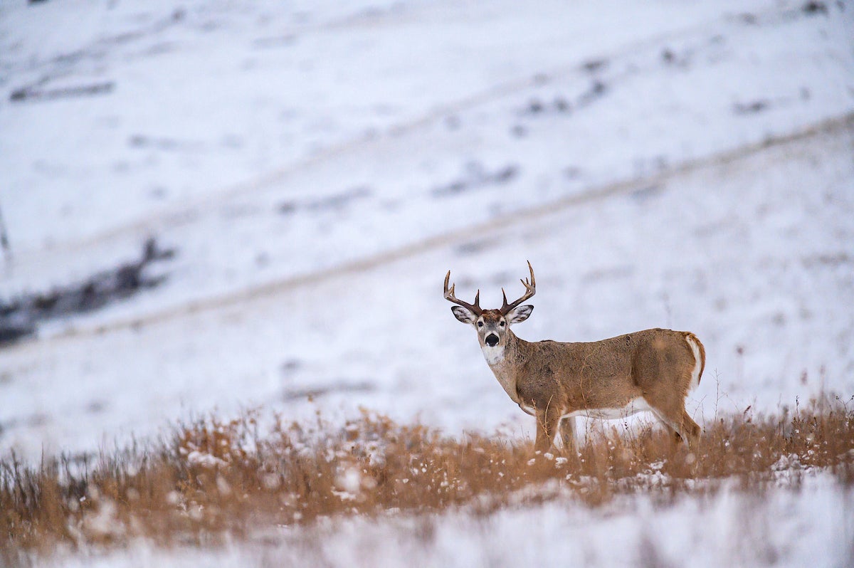 late season whitetail buck