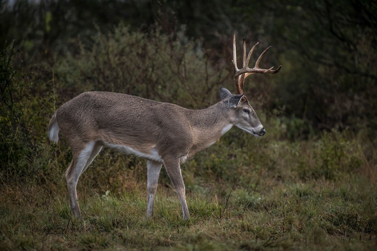 late season deer hunting