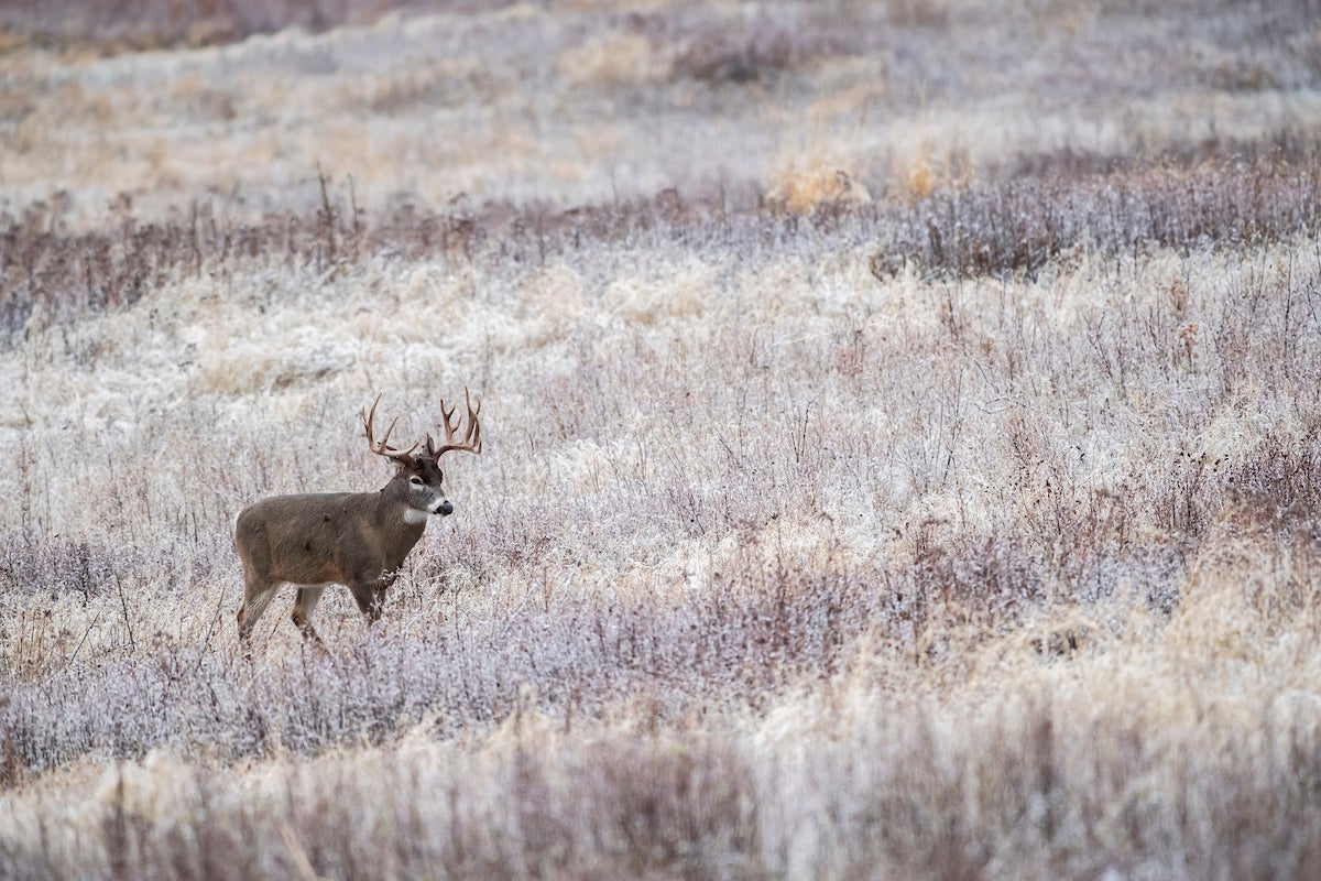 late season deer hunting