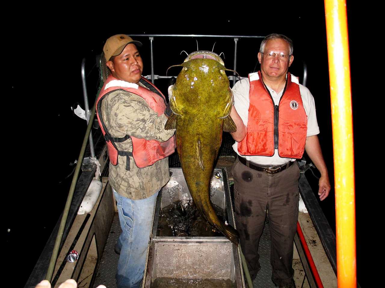 what do catfish eat 4