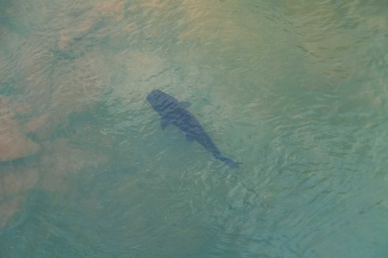 During colder months, catfish will sometimes move into shallower spots as they warm up more quickly.