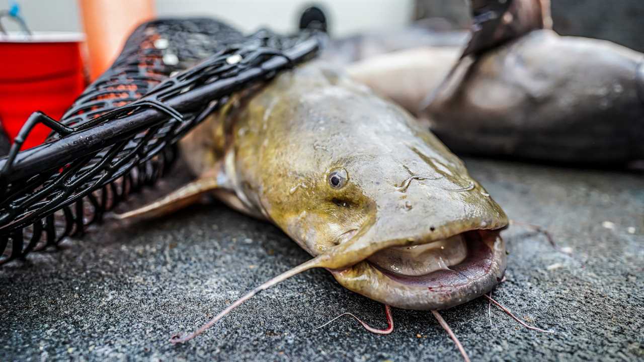 what do catfish eat 2
