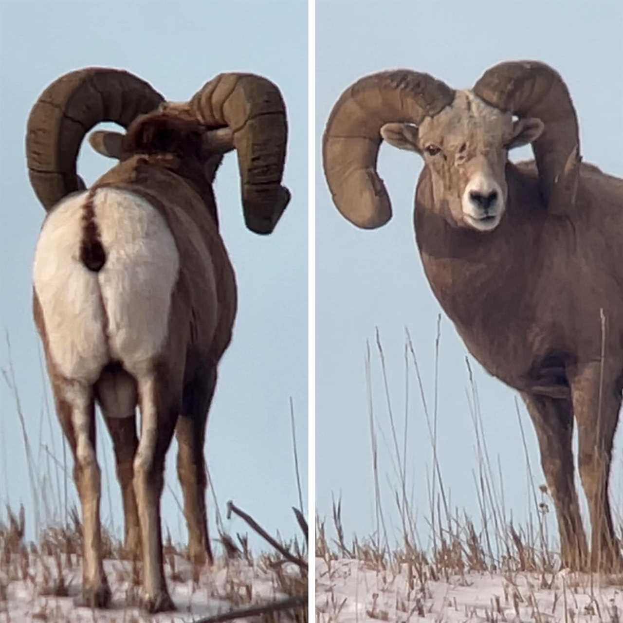 nebraska ram first female 4