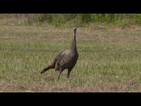 The Ultimate Guide to Wild Turkey Sounds