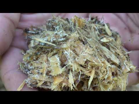 Mushrooms Are a Deer’s Secret Favorite Food. Here’s How to Grow an Easy Mushroom Food Plot