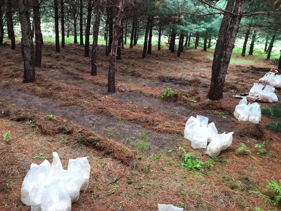Making a mushroom food plot.