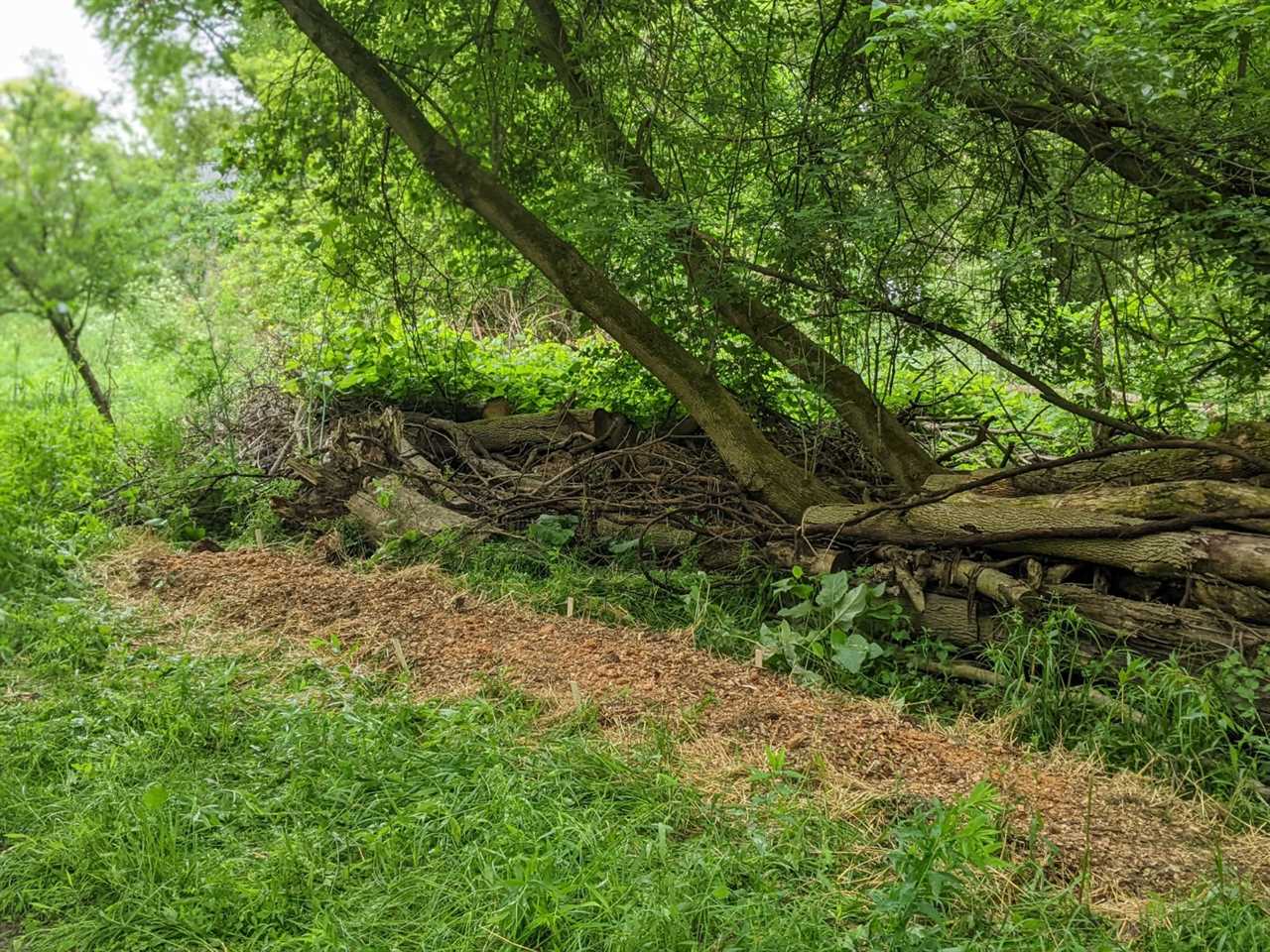 Example of a shady mushroom plot.