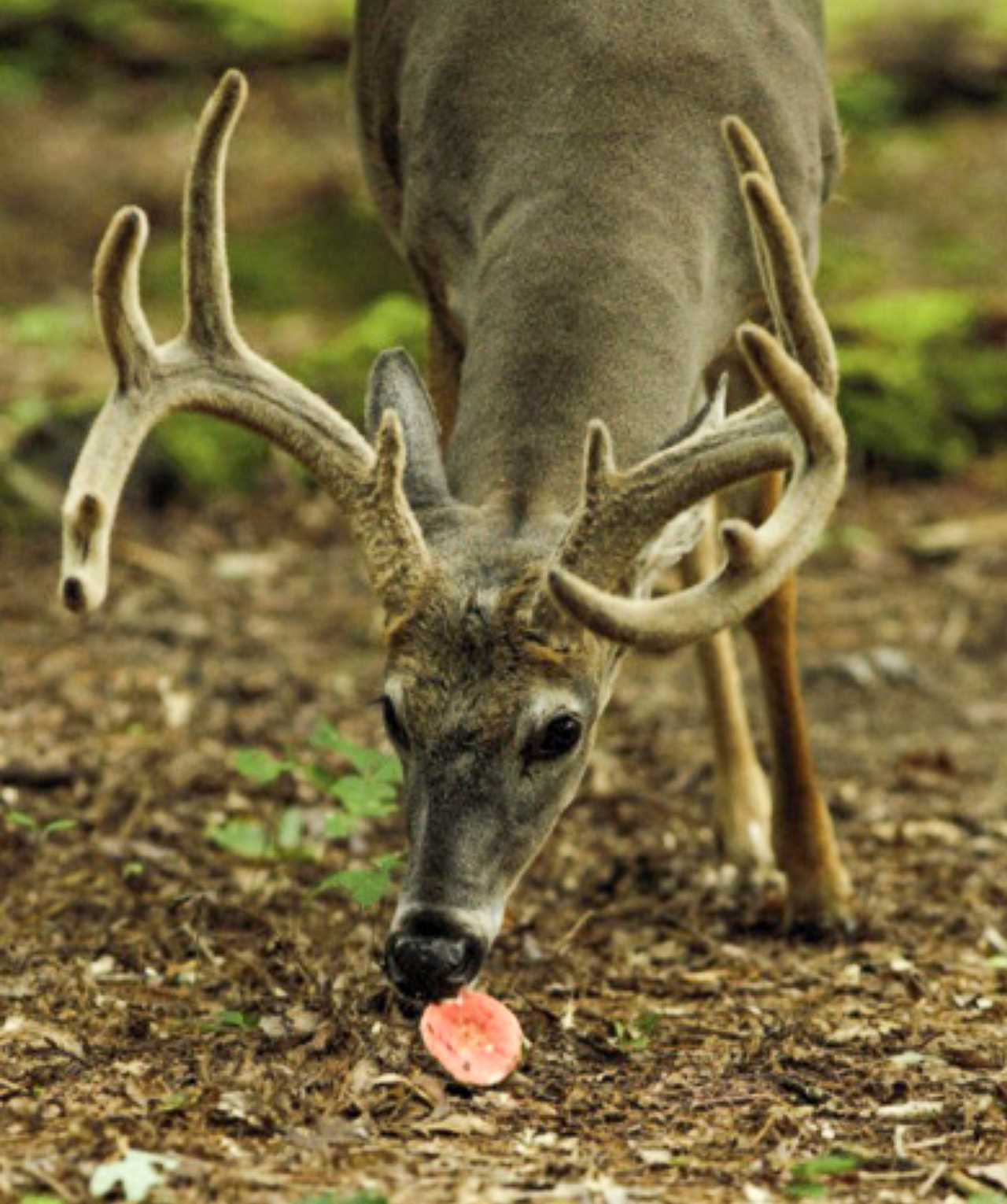 A velvet buck eats a russala mushroom.