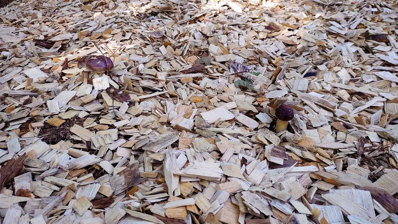 Mushrooms in a mushroom food plot.