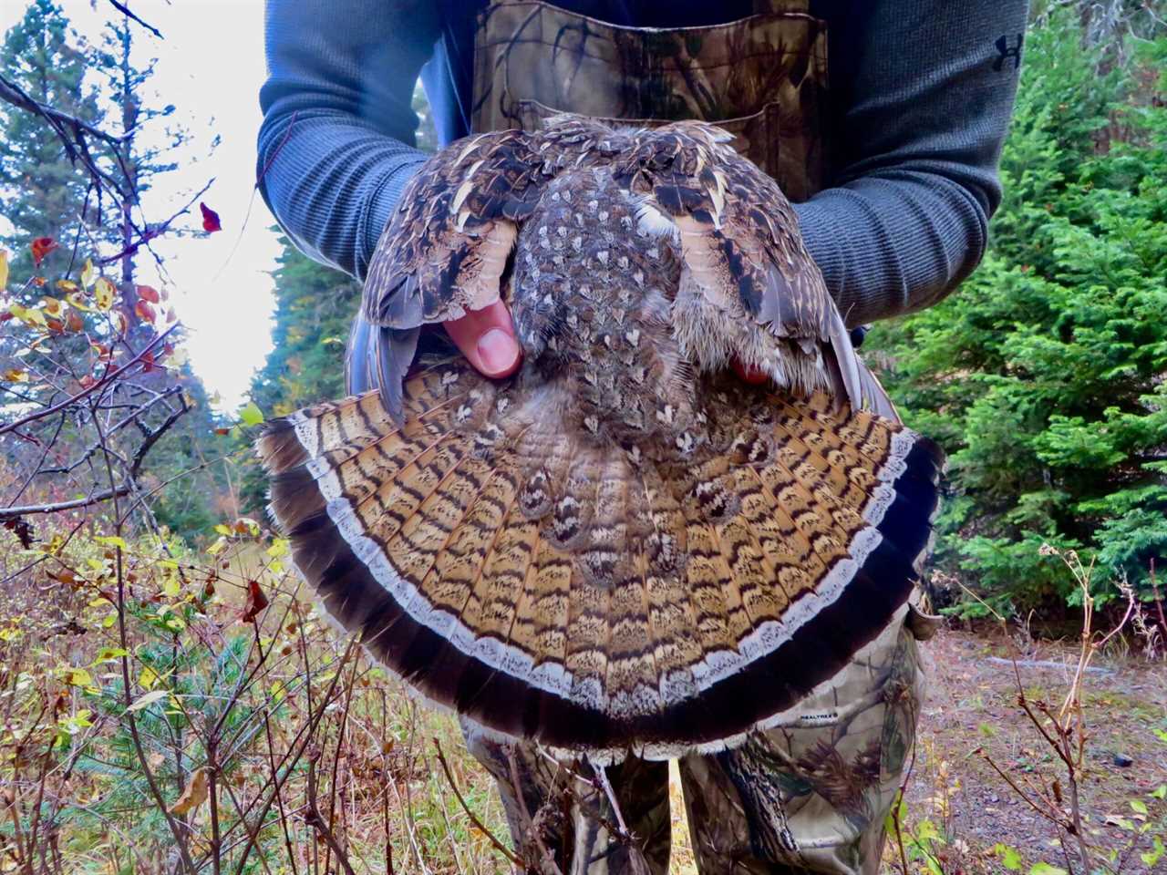 grouse breasts with morel cream sauce recipe