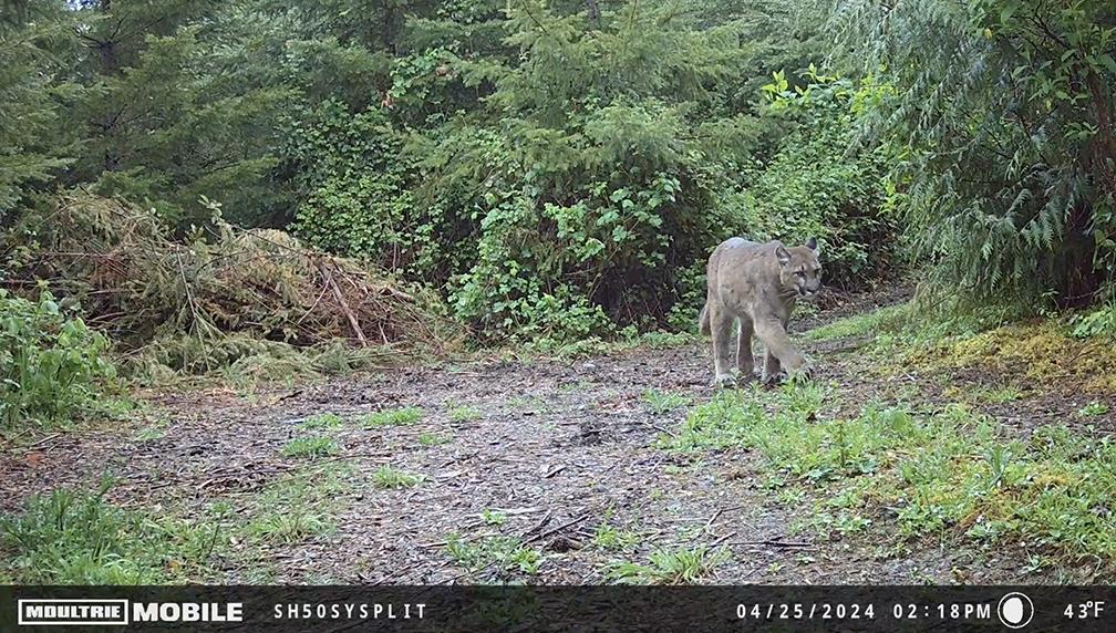 mountain lion