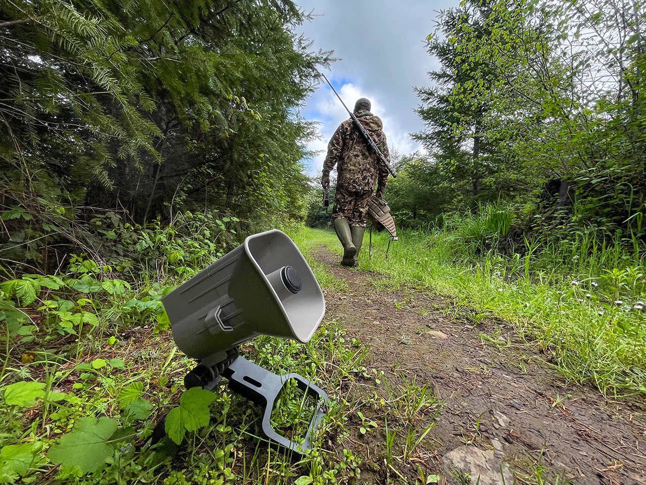 mountain lion hunting