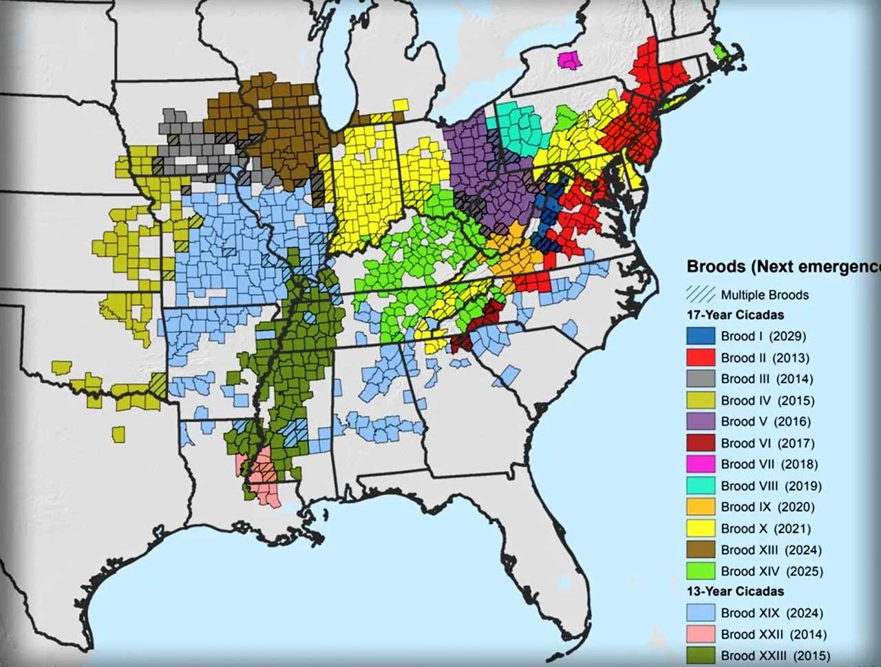 A map showing the periodical cicada broods in the U.S.