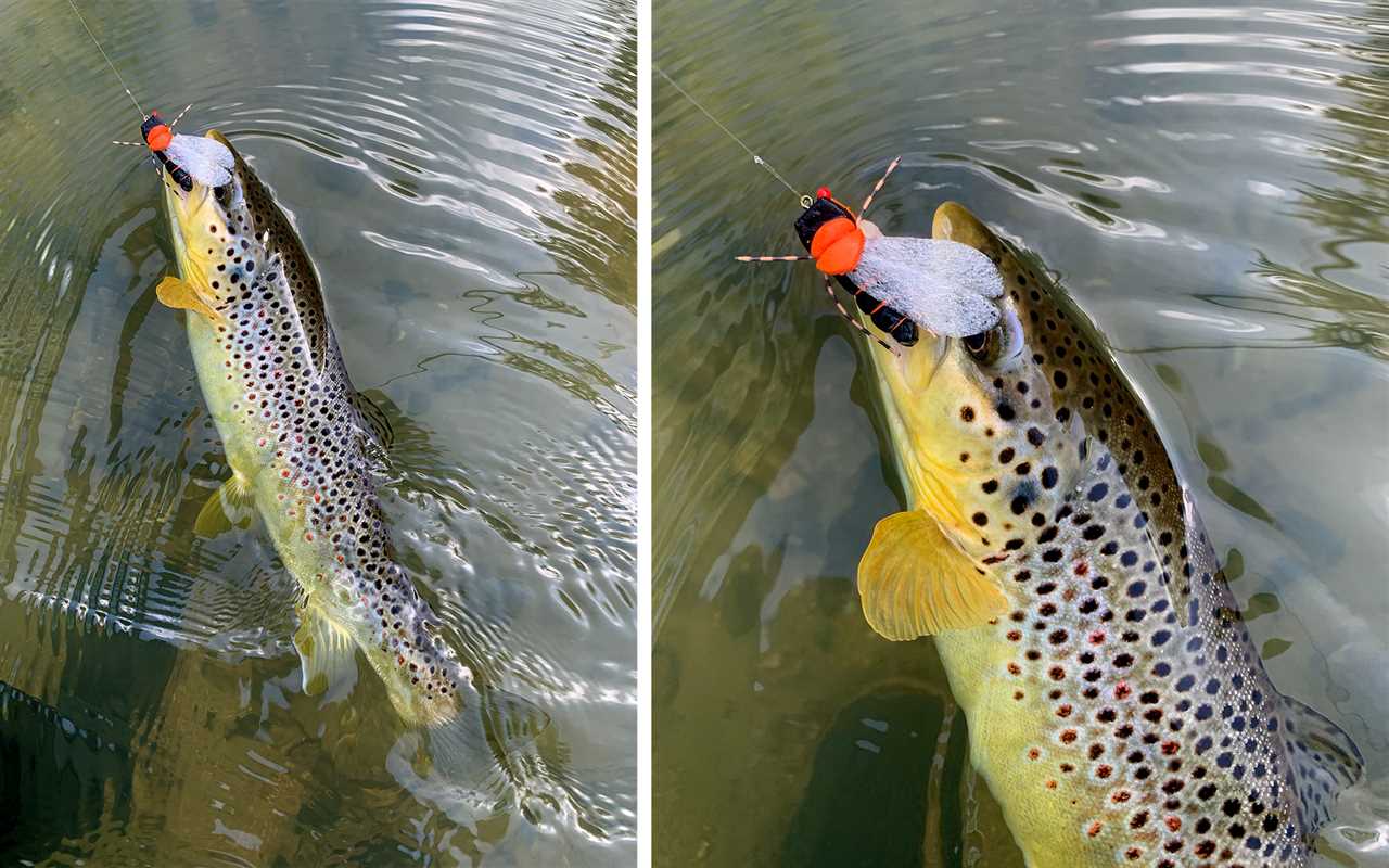 Trout caught on cicada flies.