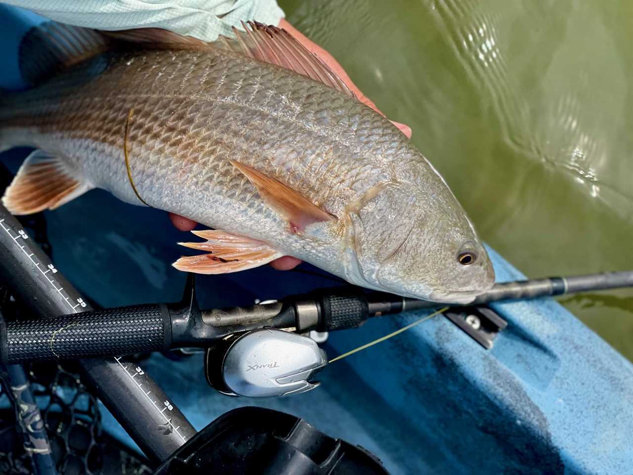 A red caught on one of best saltwater baitcasting reels