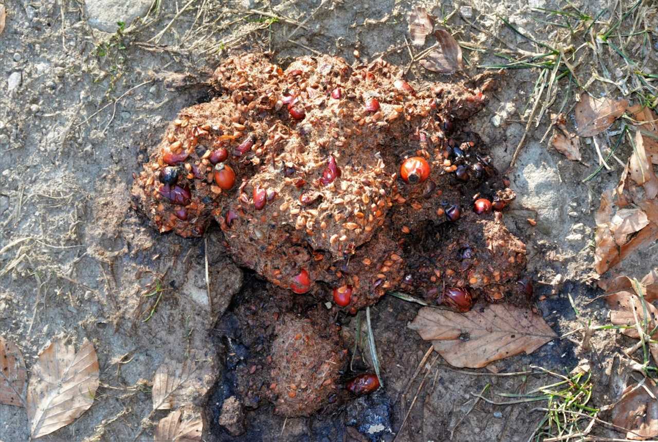 bear scat in woods