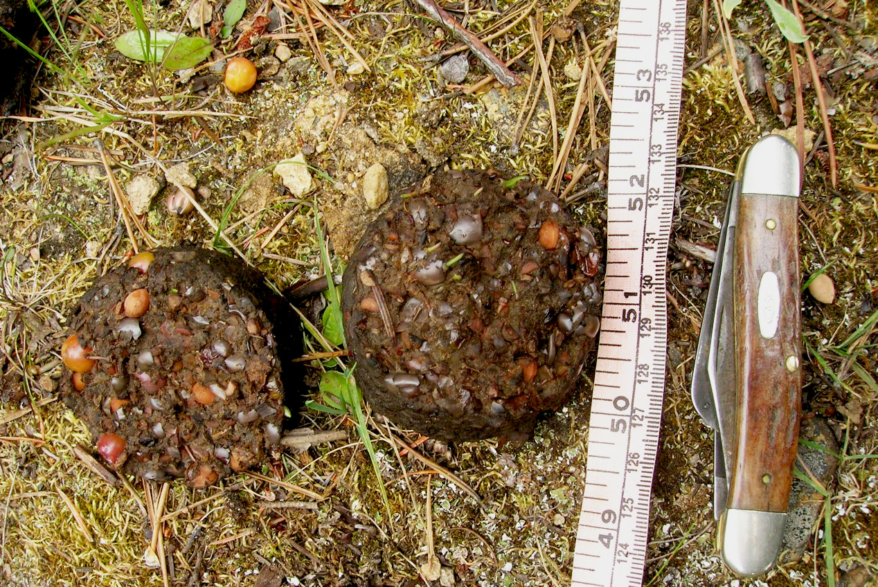 bear scat with seeds and berries