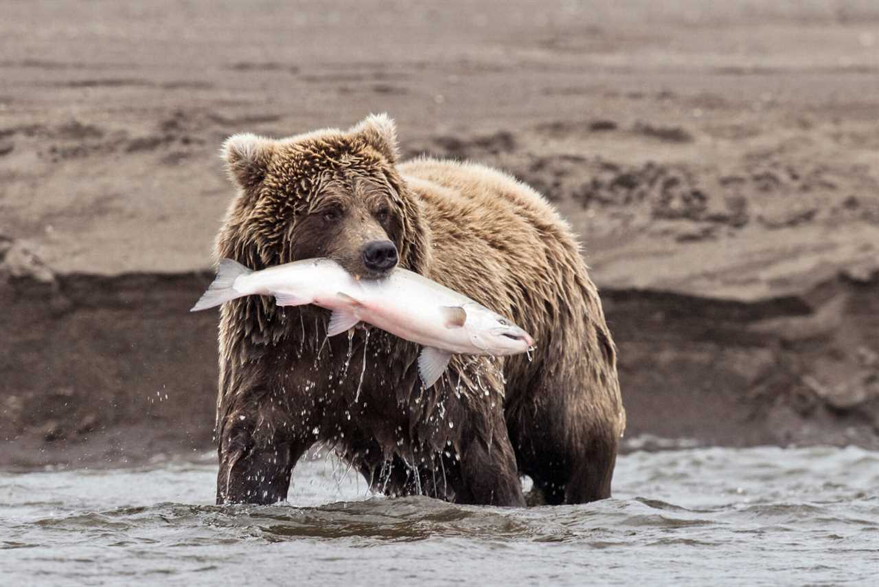 bear eating fish