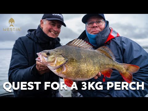 Watch: Fisherman Catches 7-Pound ‘Perch of His Dreams’ and Can Hardly Contain Himself