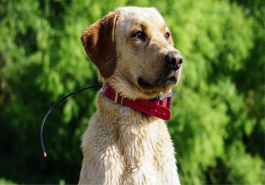 The Best GPS Dog Collars of 2024, Tested and Reviewed