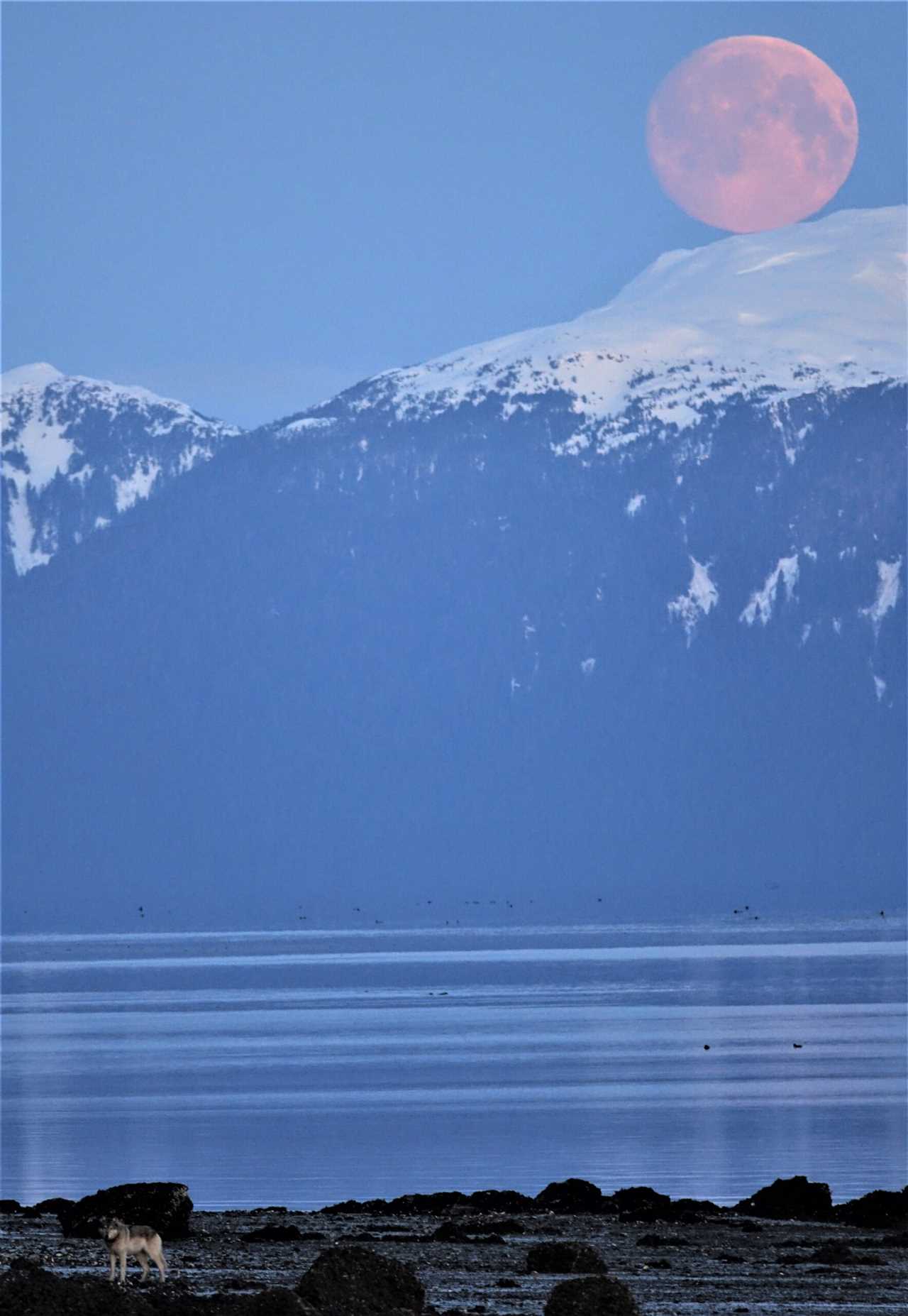 Wolves in Southeast Alaska.