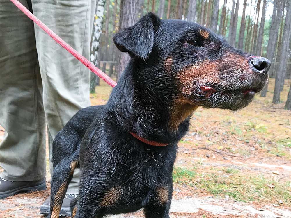 terrier hunting dog