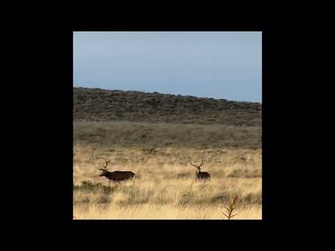 Hunting Wild Red Stag in Argentina During the Roar Is a Lot Like Elk Hunting the Rut — But Better